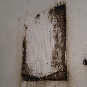 Poloskairtás Budapest - a képek mögött is megbújhatnak, poloskairtás során alaposna kell eljárni