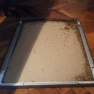 Poloskairtás Budapest - kifejlett, elszaporodott poloskák, szakszerű poloskairtás szükséges